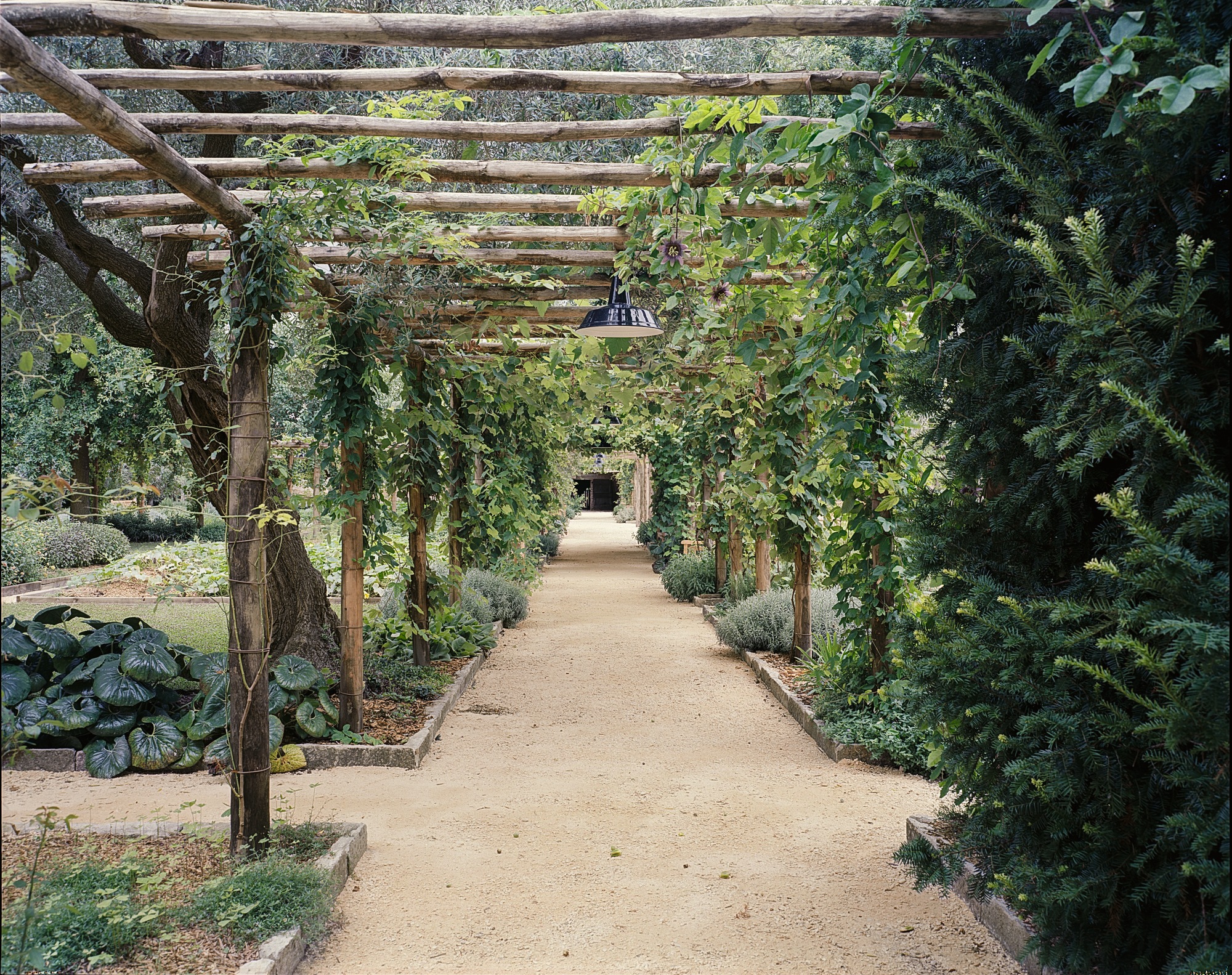Orto del Giardino del Redentore, Venezia (foto Francesco Neri)